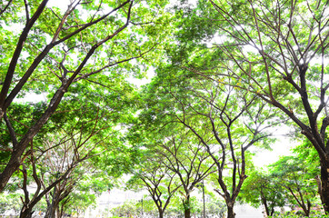 Beautiful leaves on white background