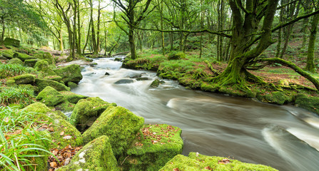 Forest River Panorama
