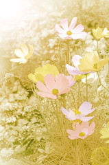 Close-up of Cosmos Flower (Cosmos sulphureus Cav.) with Soft Focus Color Filtered as Background.