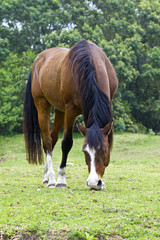 Naklejka na ściany i meble Brown horse with white markings grazing