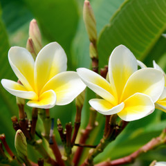 Fototapeta premium White and yellow Plumeria spp. (frangipani flowers, Frangipani, Pagoda tree or Temple tree) on bright sunlight.