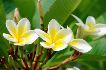 White and yellow Plumeria spp. (frangipani flowers, Frangipani, Pagoda tree or Temple tree) on bright sunlight.