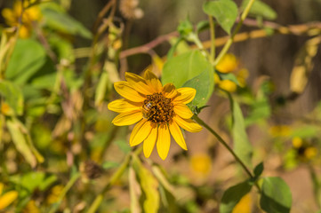 The Living Desert of the Southwest USA