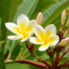 White and yellow Plumeria spp. (frangipani flowers, Frangipani, Pagoda tree or Temple tree) on bright sunlight.