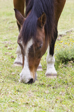Brown horse with white markings