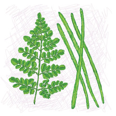 moringa vegetable drumstick