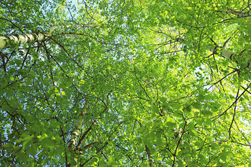 green background tree leaves summer spring