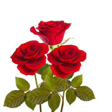red roses on stems with leaves bunch