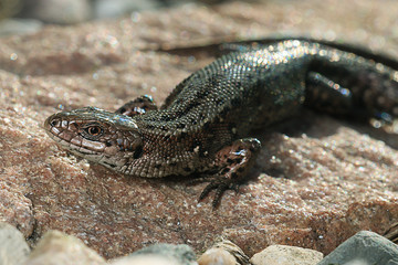 brown lizard on a rock close