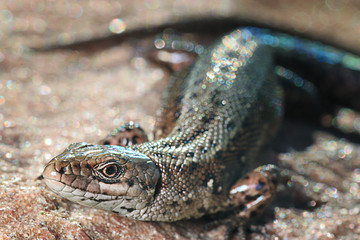 brown lizard on a rock close