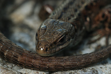 brown lizard on a rock close