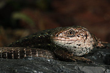 brown lizard on a rock close