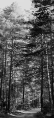 Foto auf Leinwand pine forest in the summer landscape © kichigin19