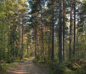 pine forest in the summer landscape