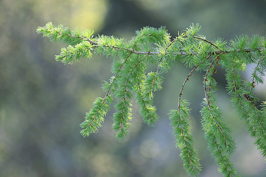 background green branches larch