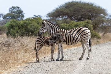 Fototapeta na wymiar Zebra With Foal Standing at Kruger National Park, South Africa