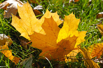 yellow maple leaves on green grass in autumn