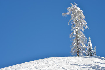 alberi innevati solitari