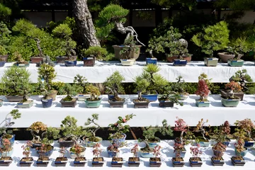 Rolgordijnen Bonsai 盆栽