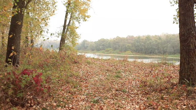 Autumn near  river. Steadicam   walking