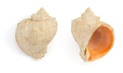 seashell  on white background