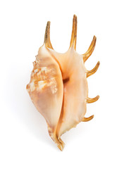 seashell  on white background