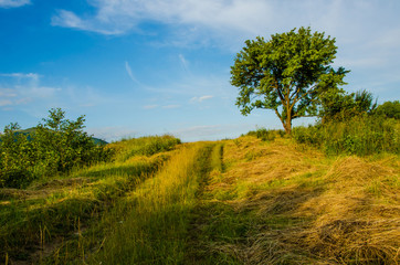 in the green mountains