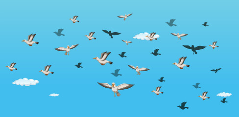 Birds