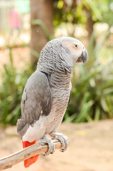 Beautiful parrot