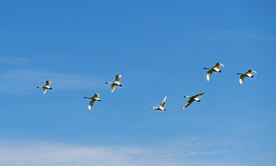Migration birds.