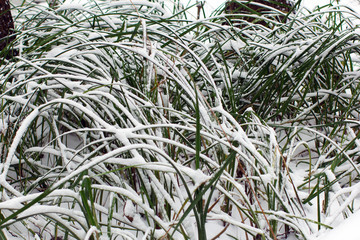 Snow on green grass