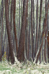 autumn forest covered with snow