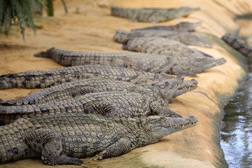 Nile crocodile, Crocodylus niloticus