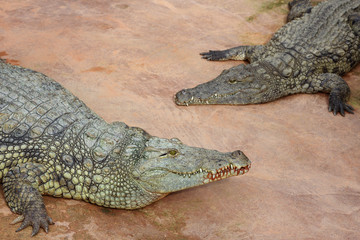 Nile crocodile, Crocodylus niloticus