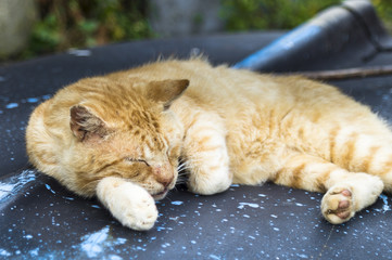 kot śpiący na łodzi rybackiej - obrazy, fototapety, plakaty