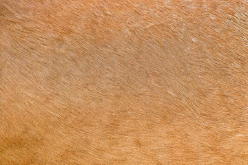 Chestnut colored horse hair
