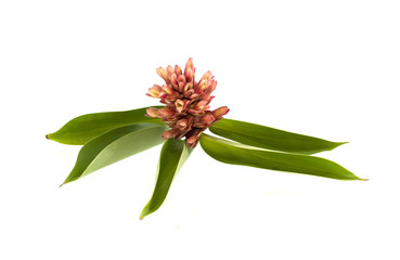 Costus speciosus