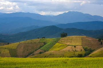 Obraz premium Plantation pattern on mountain