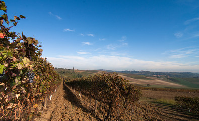 Vigneti in Piemonte Italia