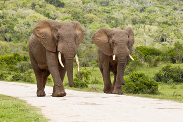 Fototapeta na wymiar Two large elephants