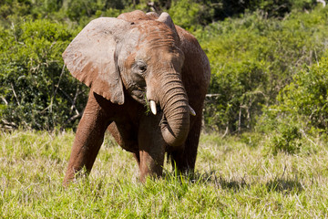 Naklejka na ściany i meble young elephant in long grass