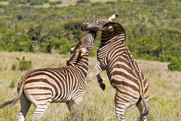 Zebra playing