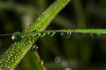 Drop water in the morning nature background