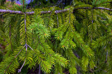 closeup pine tree