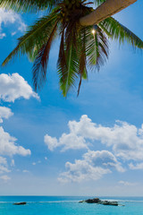 Closeup Sea Leaves