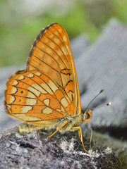Fototapeta na wymiar Butterfly (Melitaea) 2