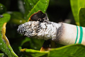 Cigarette butts are dumped and burned off the trees