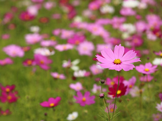 コスモス‐秋色乱舞