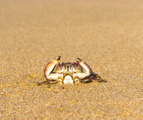 Alien Creature By the Sea