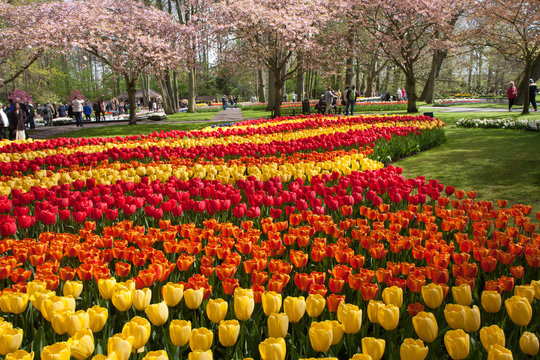 Tulipani olandesi